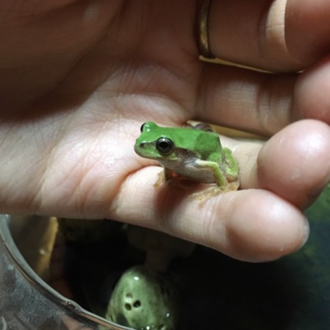 あさっこのカバー写真