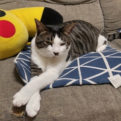 動物病院いくと