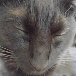 「動物病院いくと」サムネイル2