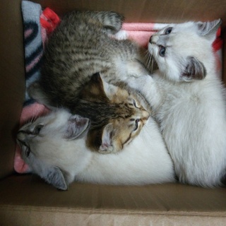 生後1ヶ月未満の子猫3匹里親募集中