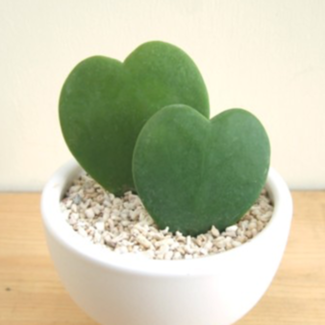 治希のカバー写真