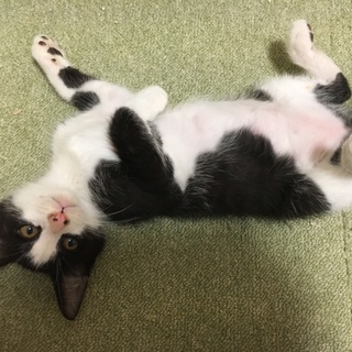 ハチワレ３ヶ月