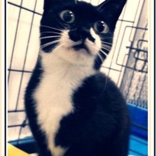 お目目ぱっちり可愛いです