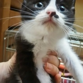 人が大好き遊ぶの大好き　かつおくん