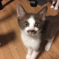 子猫の里親募集してます。