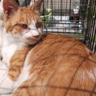 温厚で抱っこも出来ます