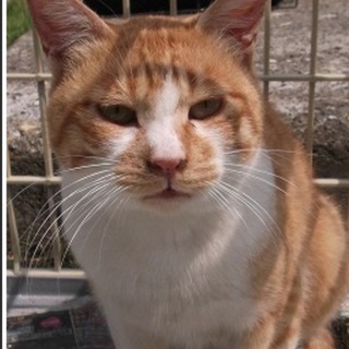 鼻の模様がチャームポイントですね