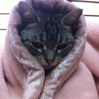 純血アメショ☆里親募集中！！