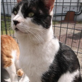 ハチワレくんです