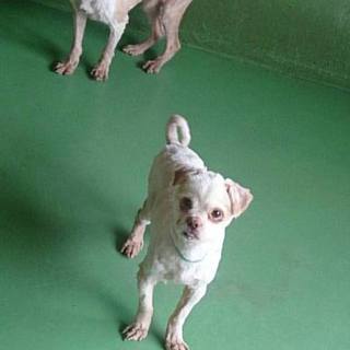 【感謝】里親様へ繋がりました！①オス白チワワmix