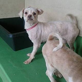 【感謝】繋がりました！シーズーmix⑦メス白