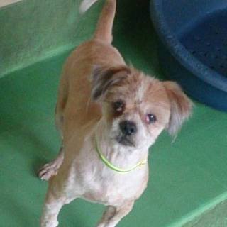 【感謝】保護主様へ繋がりました！シーズーmix⑧