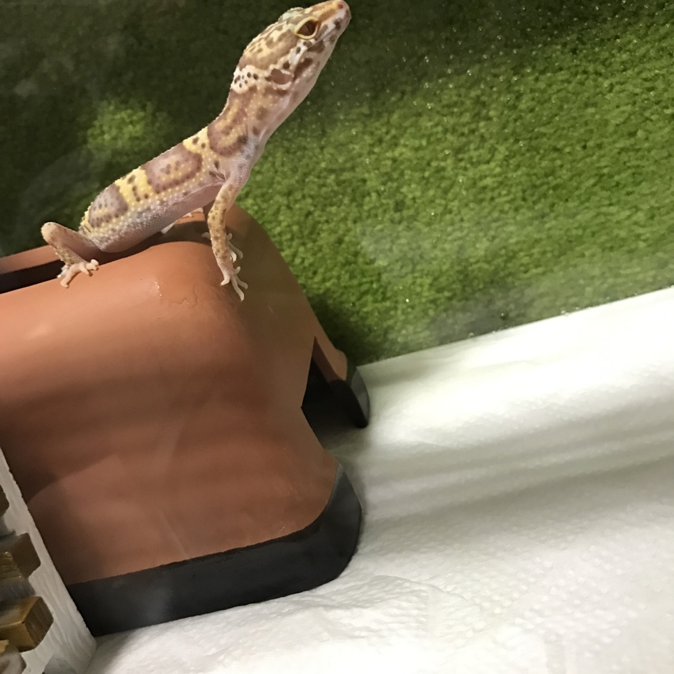 ちゃんちゃんのカバー写真