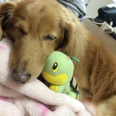 ナエトルと仲良し