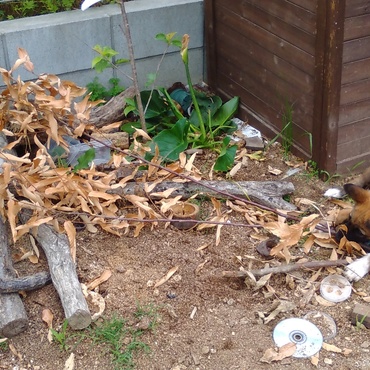 くぬぎの木で遊ぶ