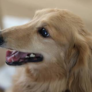 Mダックス 11歳 仮名☆湊（みなと）