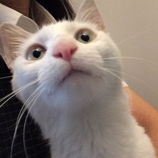 元気いっぱい！！白猫ちゃん。