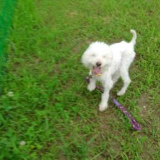 トイプードルmixの「ジップ」君