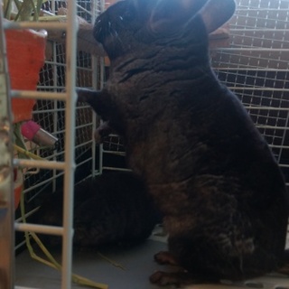 チンチラメス四歳