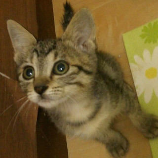 5にゃんきょうだい①キジトラおちびさん