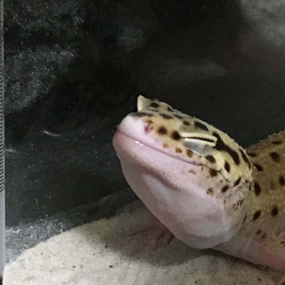 クシーのカバー写真