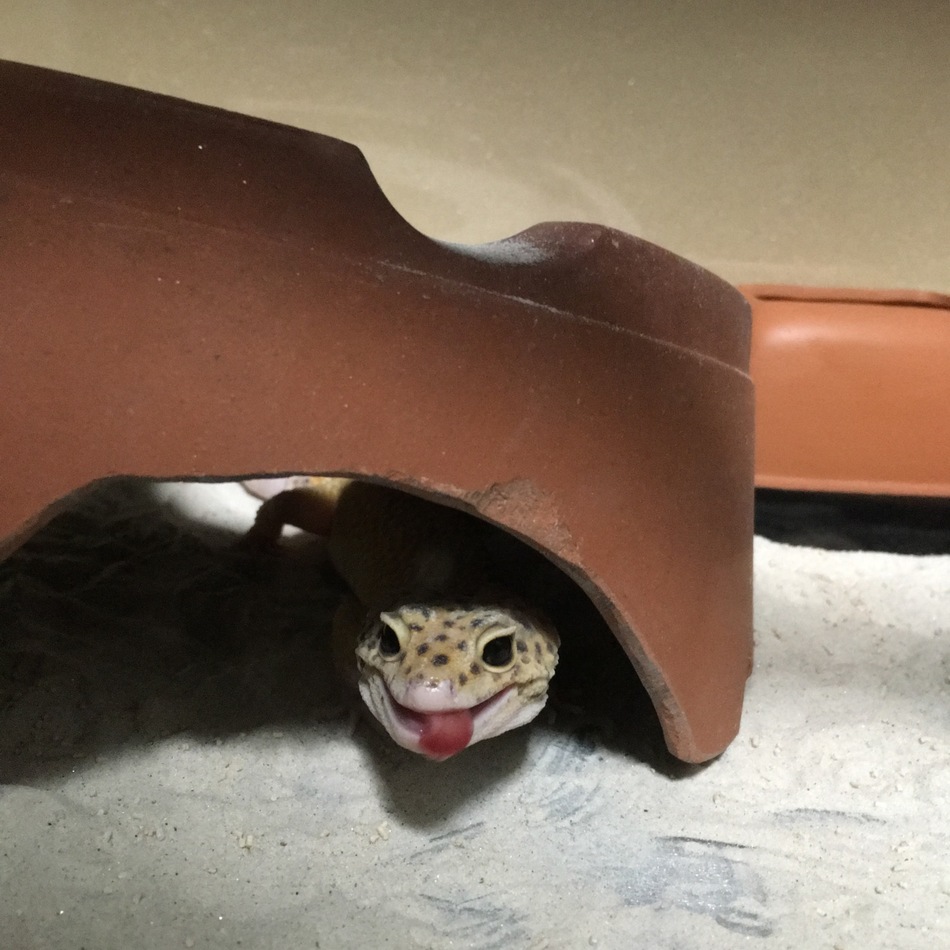 モモタロウのカバー写真