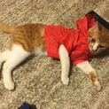 猫ゃんの里親探し