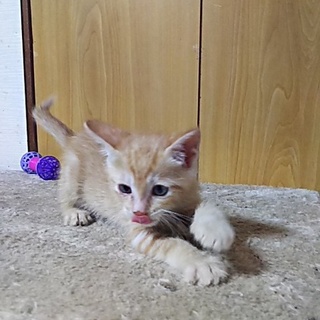 この子を新しい家族に迎えて下さい