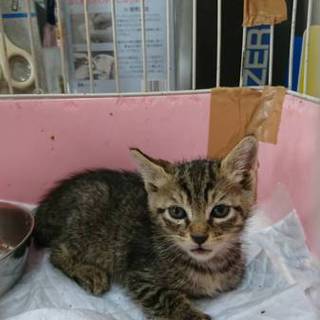 空き地で保護した子猫です。