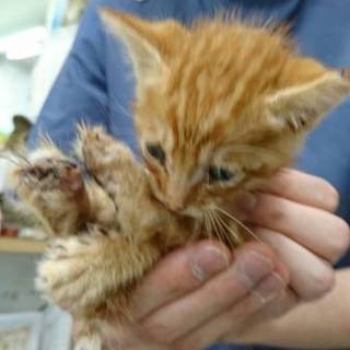 空き地で保護した子猫です。