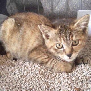 子猫の家族になってあげてください