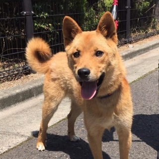 【里親様決定❗】フレンドリーで可愛いワンコ