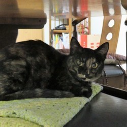 「好きなものは一緒です。」サムネイル1