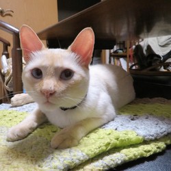 「好きなものは一緒です。」サムネイル2