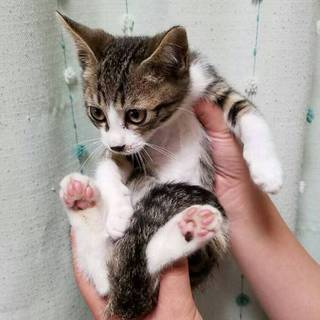 まるで歌舞伎役者！＊かぶくん