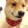 可愛い柴犬 サムネイル2