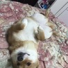 可愛い柴犬 サムネイル3