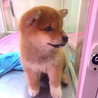 可愛い柴犬 サムネイル4