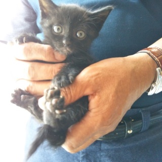 お見合い決定募集停止★キキ★尻尾が3つ折り