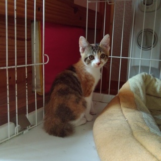 かわいい三毛ちゃん　トライアル決定