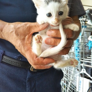 お留守番OK！白キジ★リン★尻尾が白い