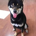 柴犬の里親募集中