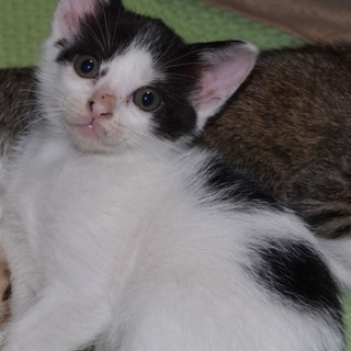 優しい里親を探しています