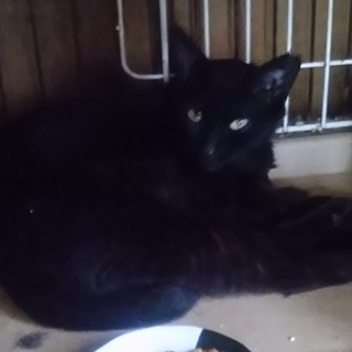 綺麗な黒猫３歳女の子