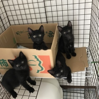 元気なあまえんぼ☆チビクロ男子連中