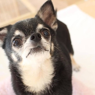 あおばちゃん♀　推定8才