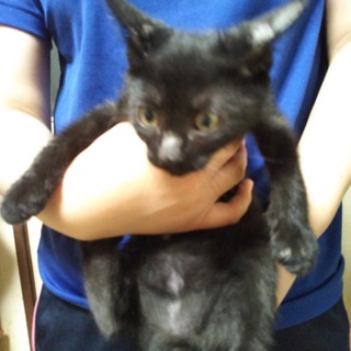 お留守番OK★ハウル★元気印！大きな目の超甘えん坊