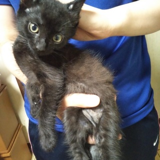 お留守番OK★せいじ★人が大好き甘えん坊