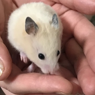 ゴールデンとクロクマのハーフ