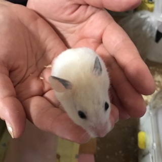 ゴールデンとクロクマのハーフ